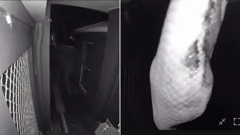 A Ring camera wakes a Queensland family to a carpet python at the door