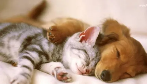 How to tell when your pet is stressed, and what to do about it