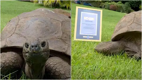 Jonathan, the 194-year-old tortoise, named a Guinness World Records icon