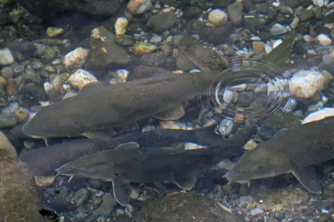 A new early warning system for river fish during heatwaves