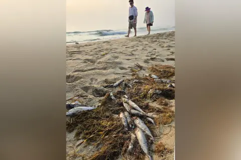 Warming seas are being blamed for fish die-offs in South Korea