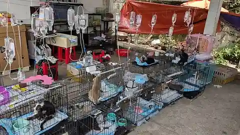 Police in Vietnam rescue more than 400 cats from a theft ring supplying the meat trade